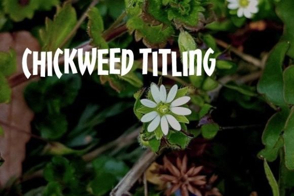 Chickweed Titling: A Maker’s Playful Display Font